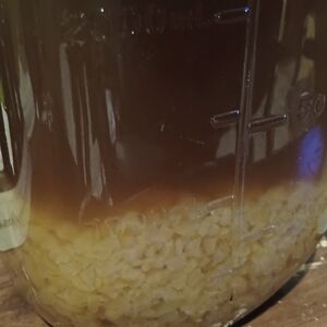 Kit kefir live water grains